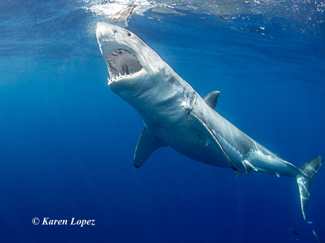 Guadalupe Island-下加利福尼亚州必去景点