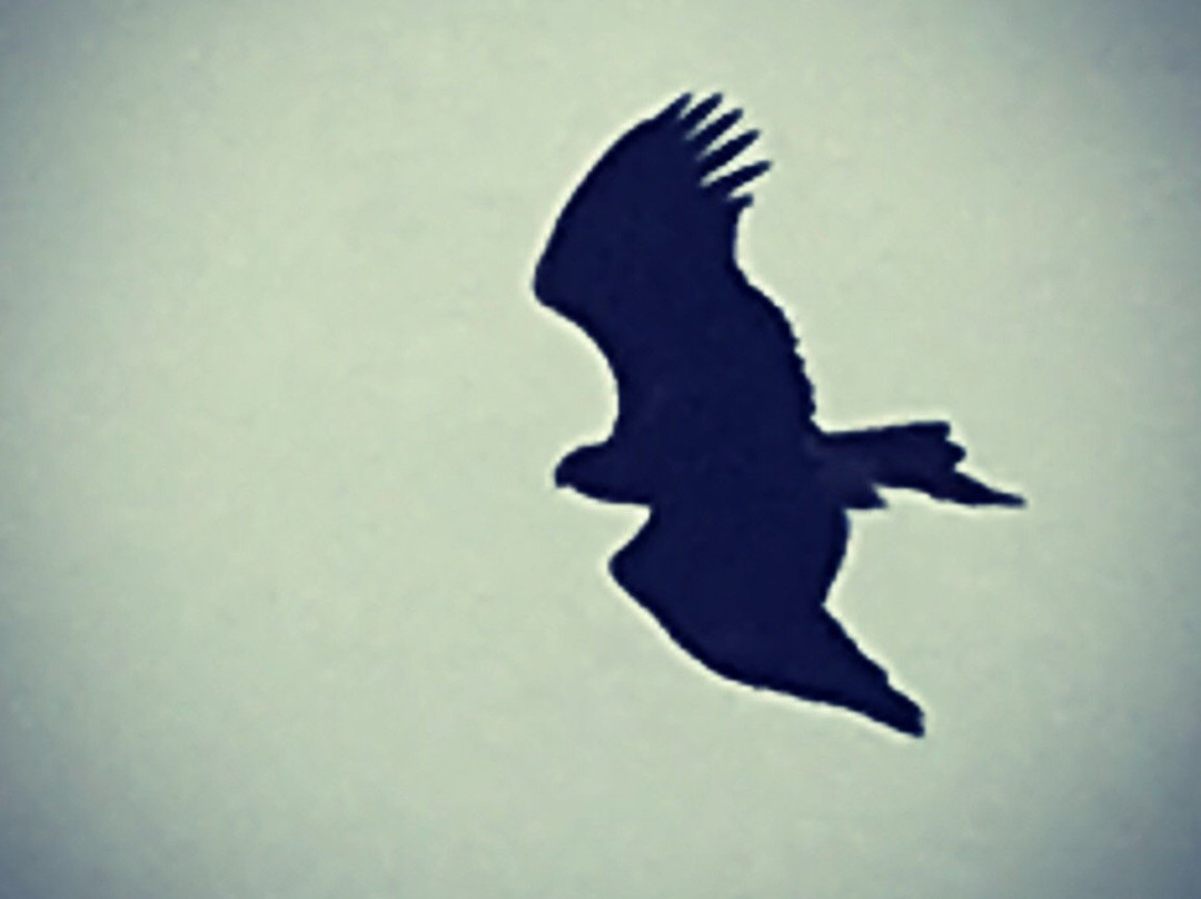 Southern Ocean Retreats主图