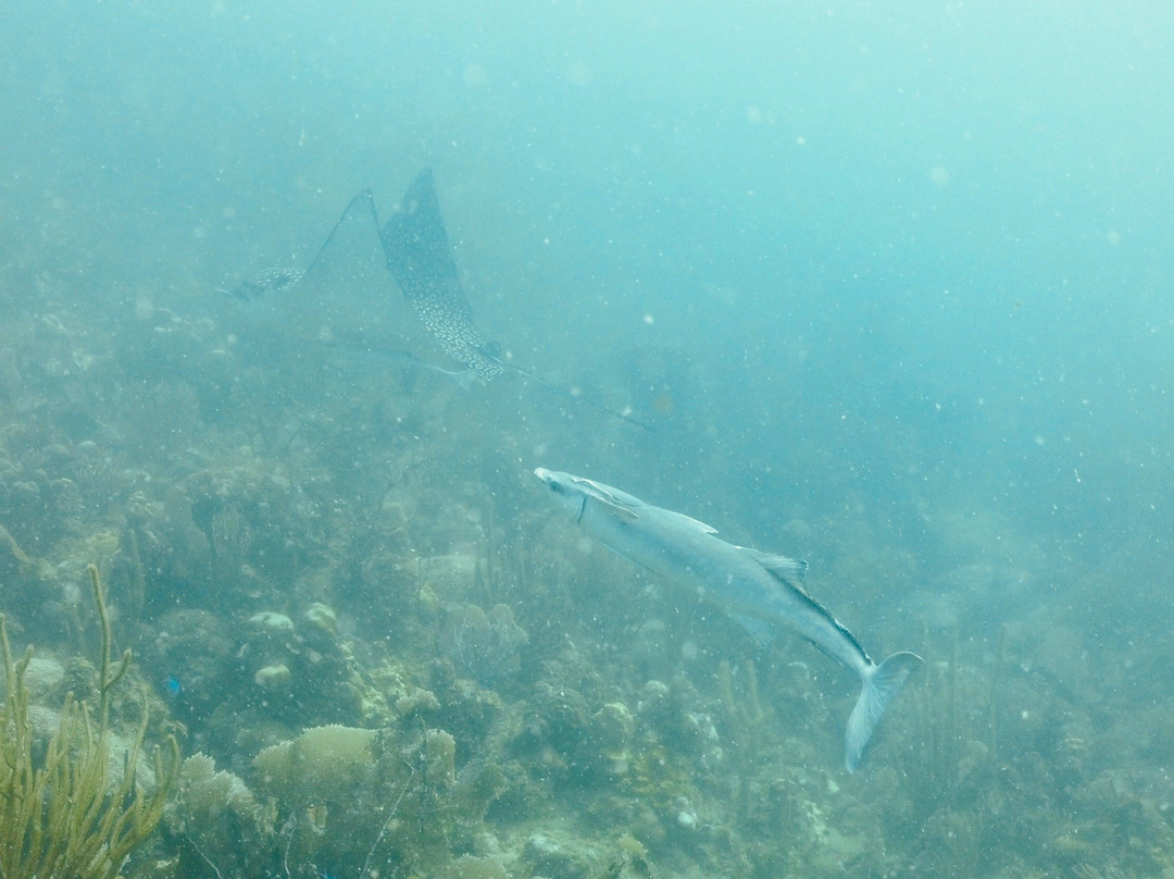 Aquatic Adventures-库莱布拉岛必去景点