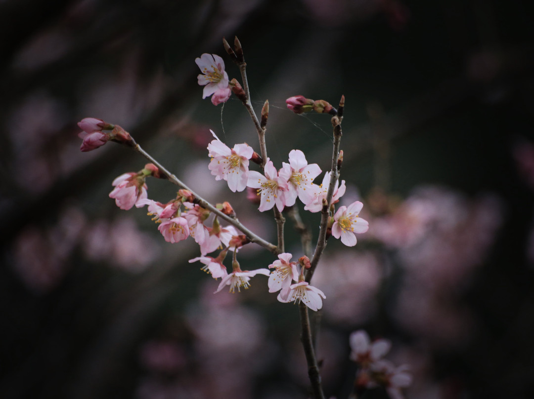 Hagihiyoshi Shrine-都几川町必去景点