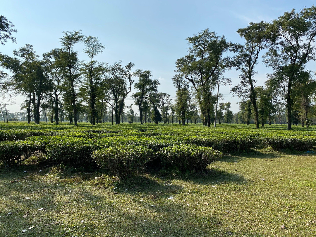 Jaflong Gardens-Jaflong必去景点
