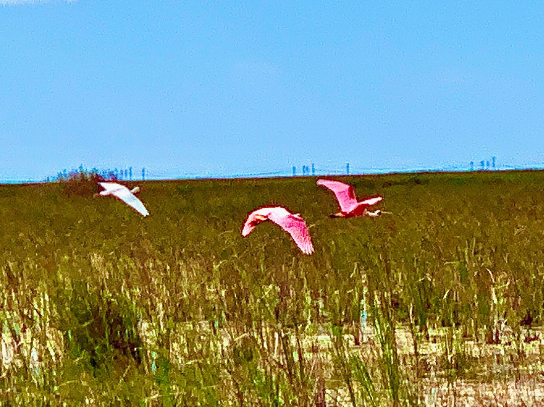 Cypress Outdoor Adventures-Everglades Wildlife Management Area必去景点