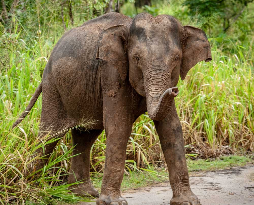 Ceylon Wild Trails Safari-哈巴拉娜必去景点