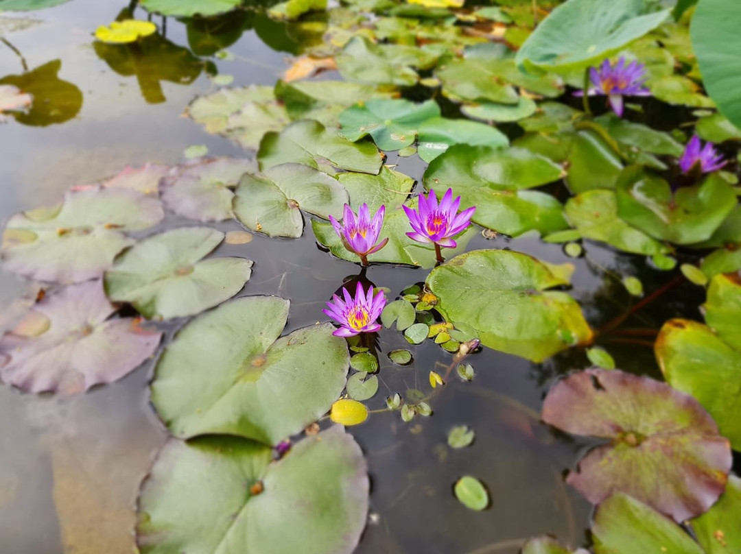 Posada del Olivo主图