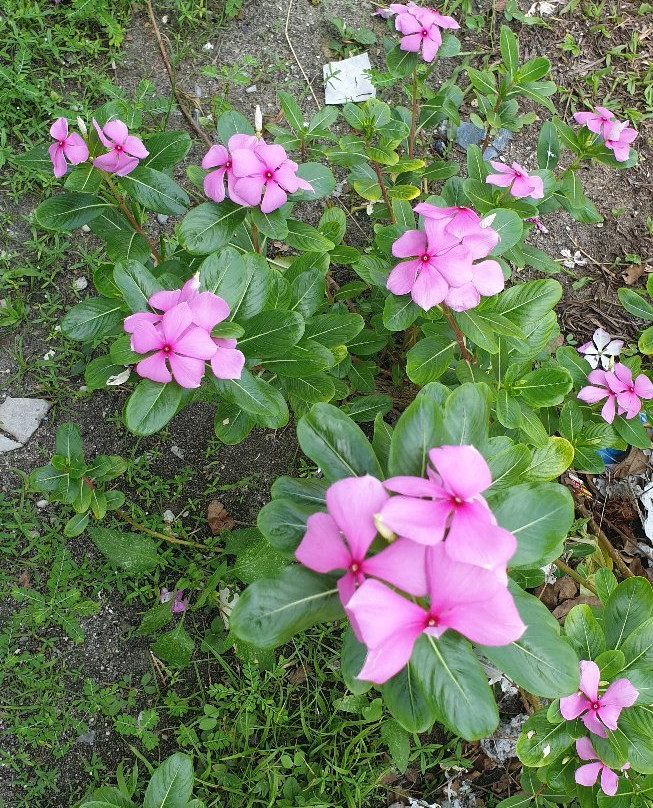 Wundi Island-Biak必去景点