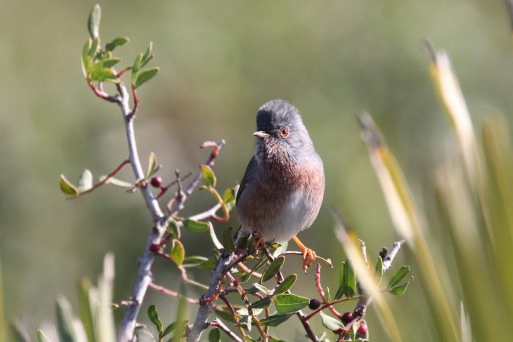 Birding Tarifa景点图片