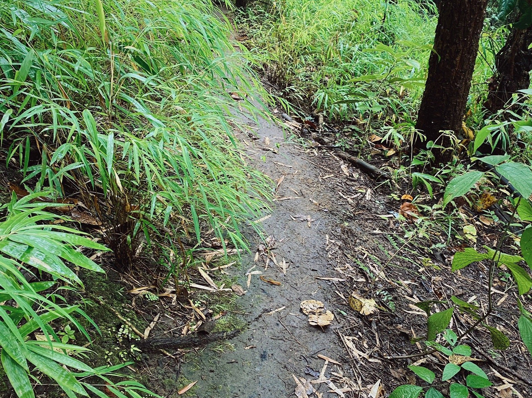 Panda Tour & Trekking-清迈必去景点