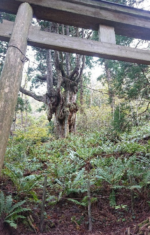 Iwakura no Chibusa Sugi-隐岐之岛町必去景点