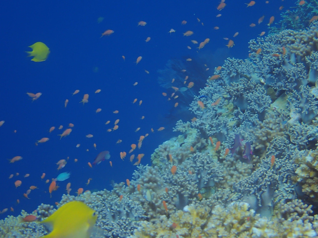 Dive Wananavu-拉奇拉奇必去景点