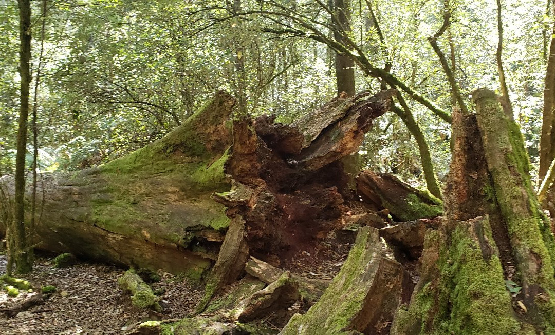 Tall Trees Walk景点图片