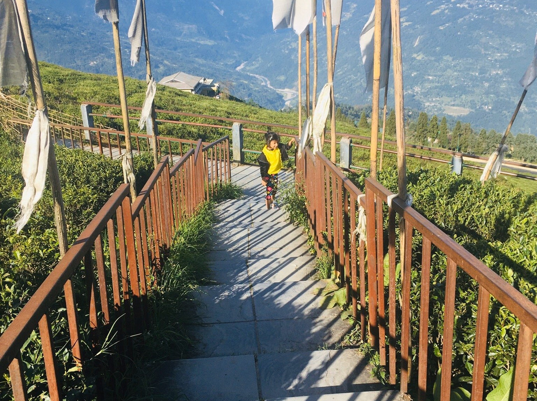 Temi Tea Garden-Temi必去景点