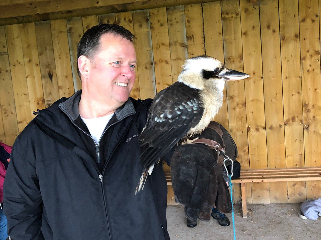 Falconry Experiences-德比必去景点