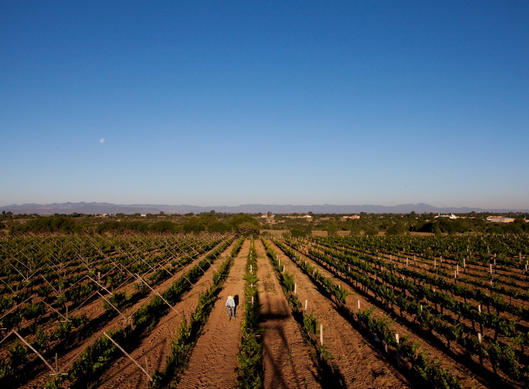 Vinedos Cuna de Tierra景点图片