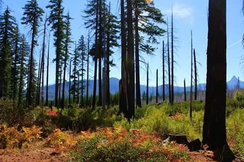 Prineville旅游景点-Steins Pillar