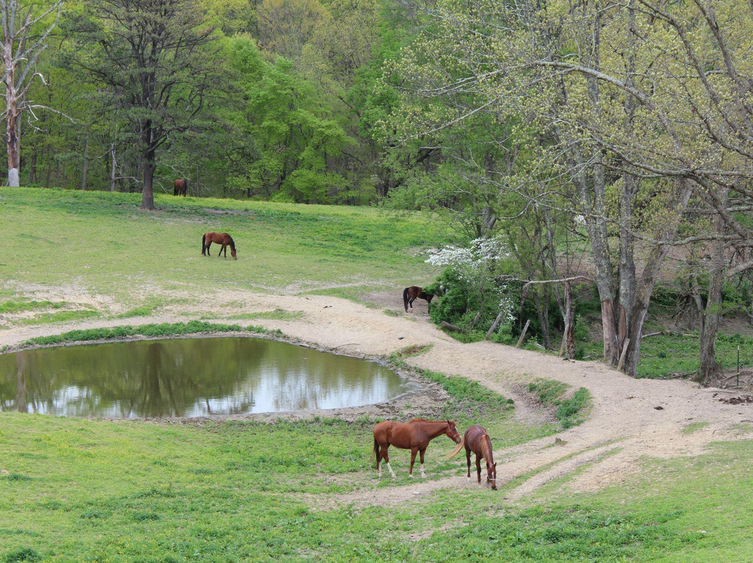Equestrian Adventures-Fayetteville必去景点