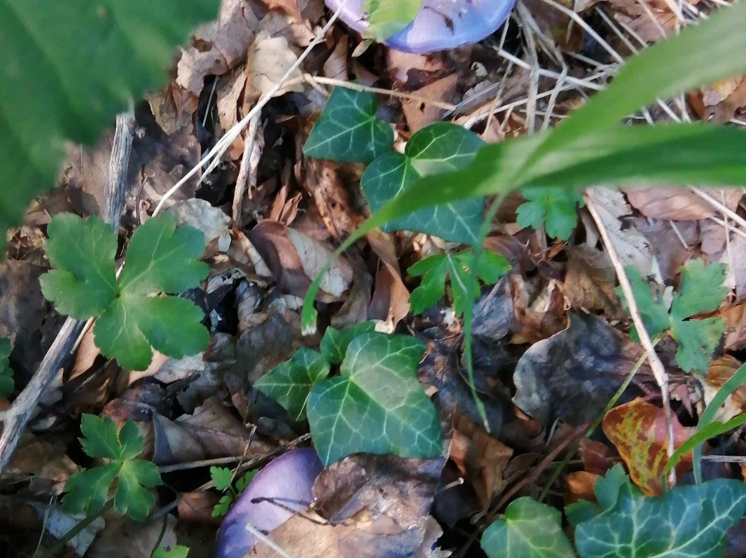 Albergo Del Sole主图