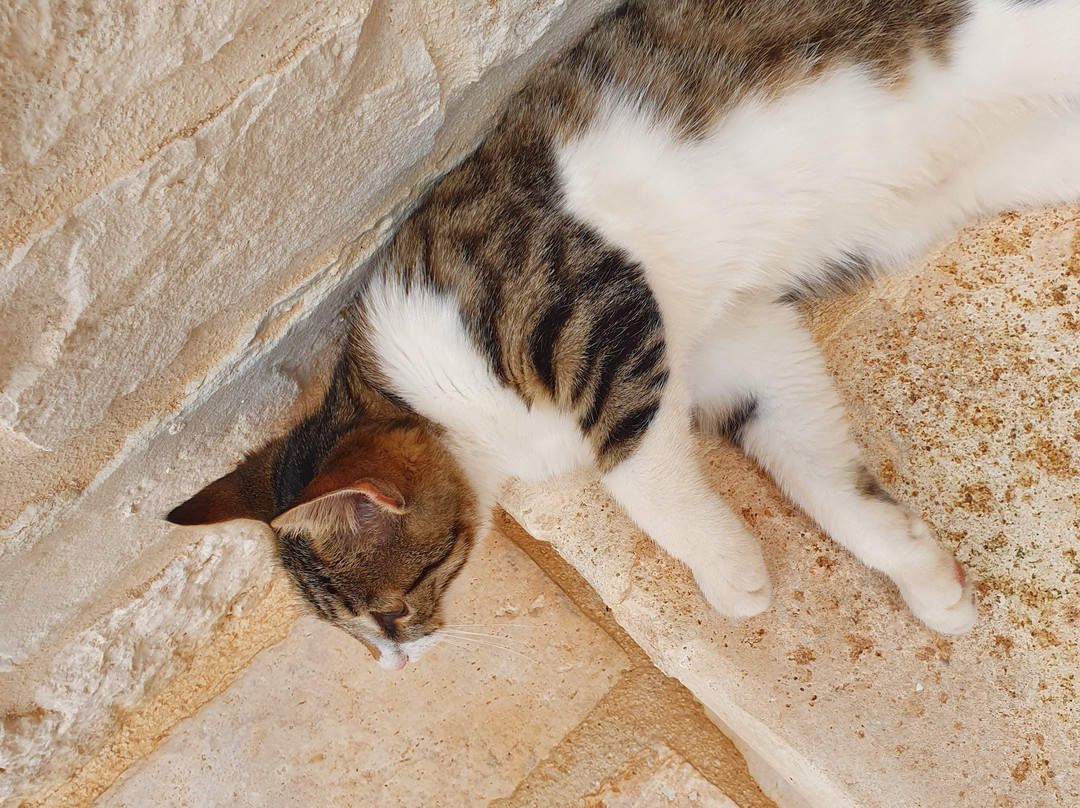 Materiis Trulli e Natura主图