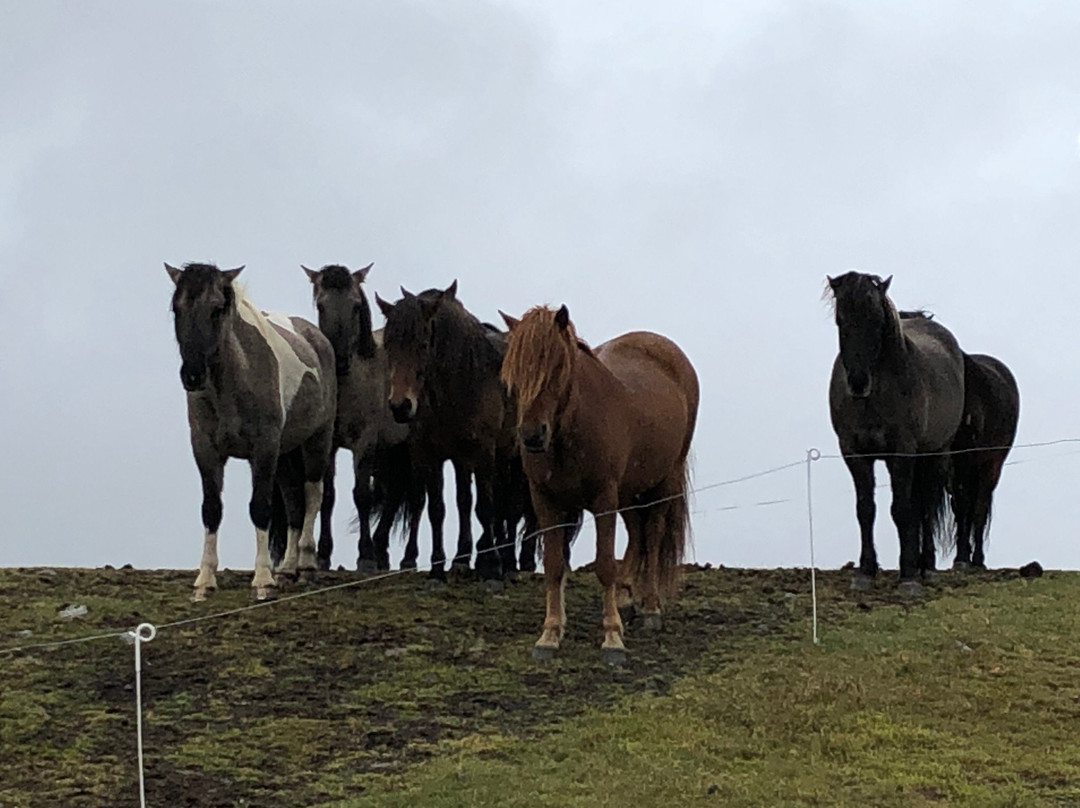 Hestasport - Riding Tours-Varmahlid必去景点