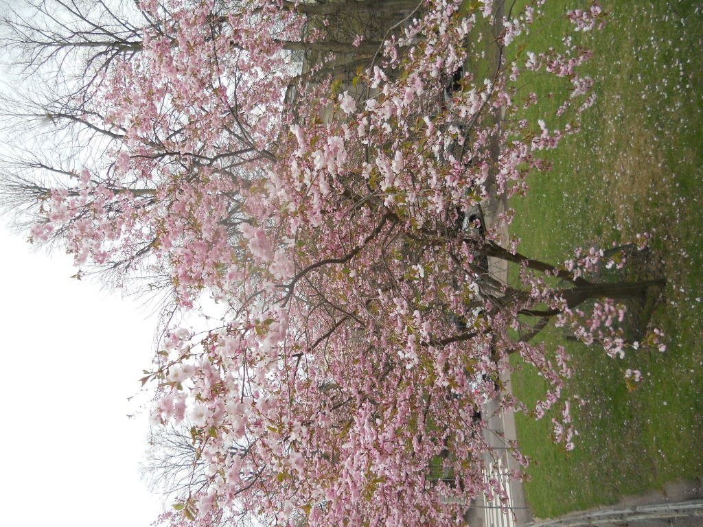 Observatory Hill (Tähtitorninmäki)-赫尔辛基必去景点