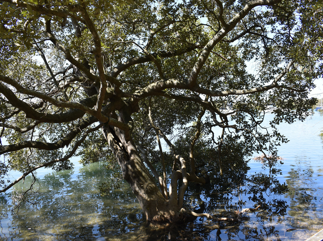 Koala Reserve Mangrove Boardwalk景点图片