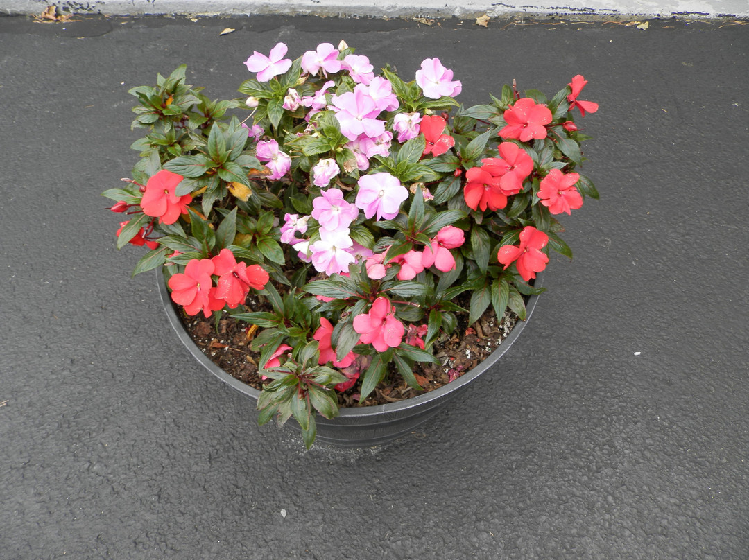 Red Roof Inn & Suites Newport - Middletown, Ri主图