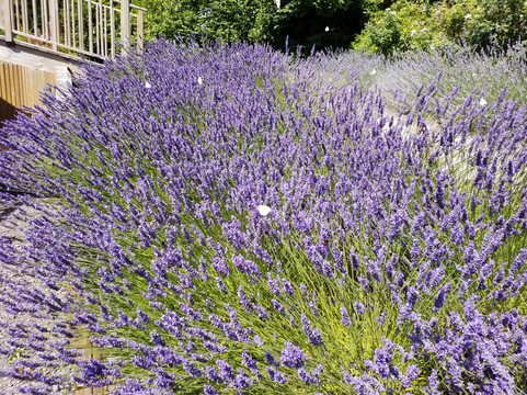 艾里斯托尔普酒店主图