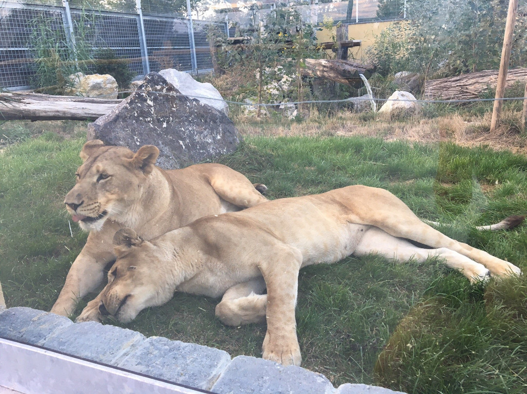 Malkia Park- Big Cats Rescue-Orechova Poton必去景点