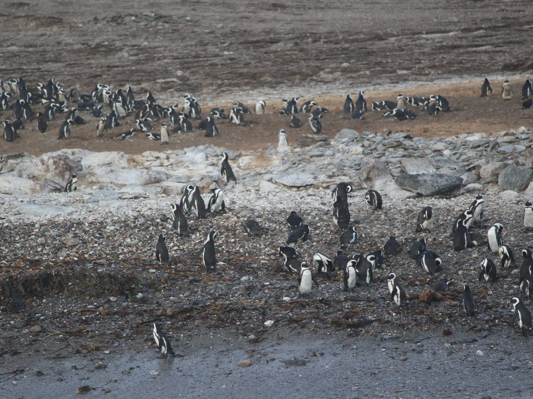 Zeepaard Boat Tours-吕德里茨必去景点
