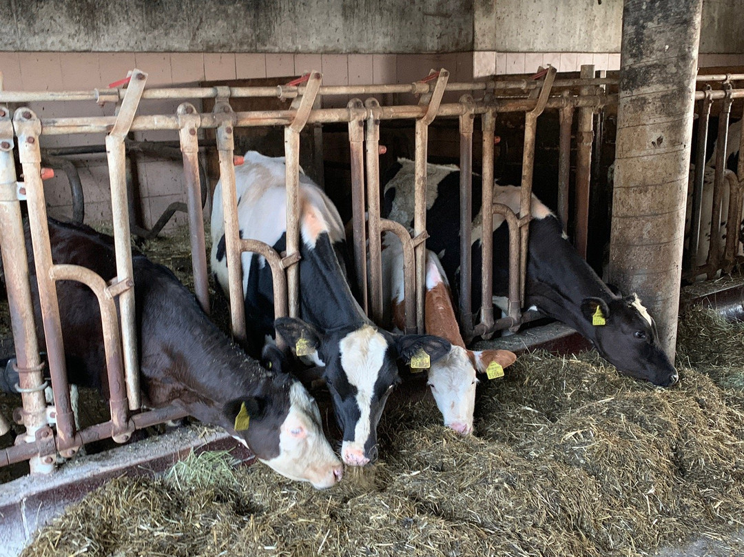 Bauernhof Schustergut主图