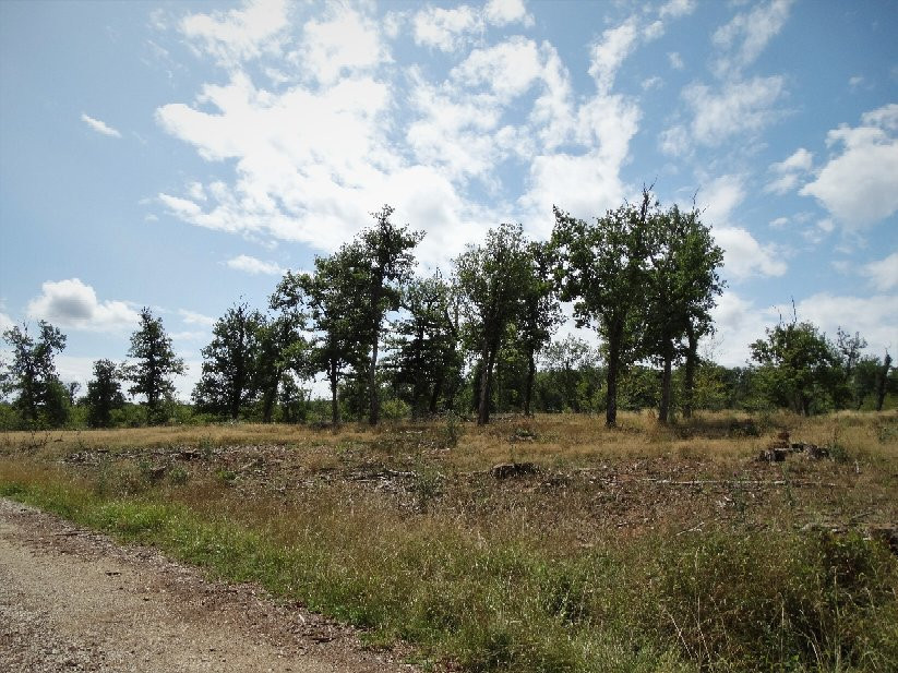 Foret Domaniale de Gresigne景点图片