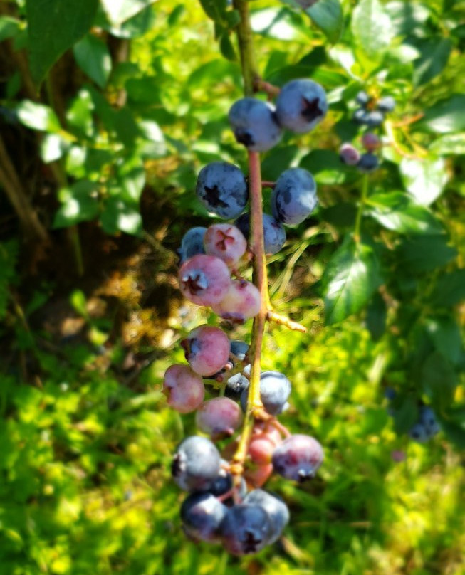 Bybee Blueberry Farm景点图片