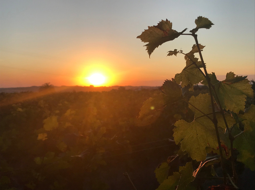 Pousada do Vinhedo主图