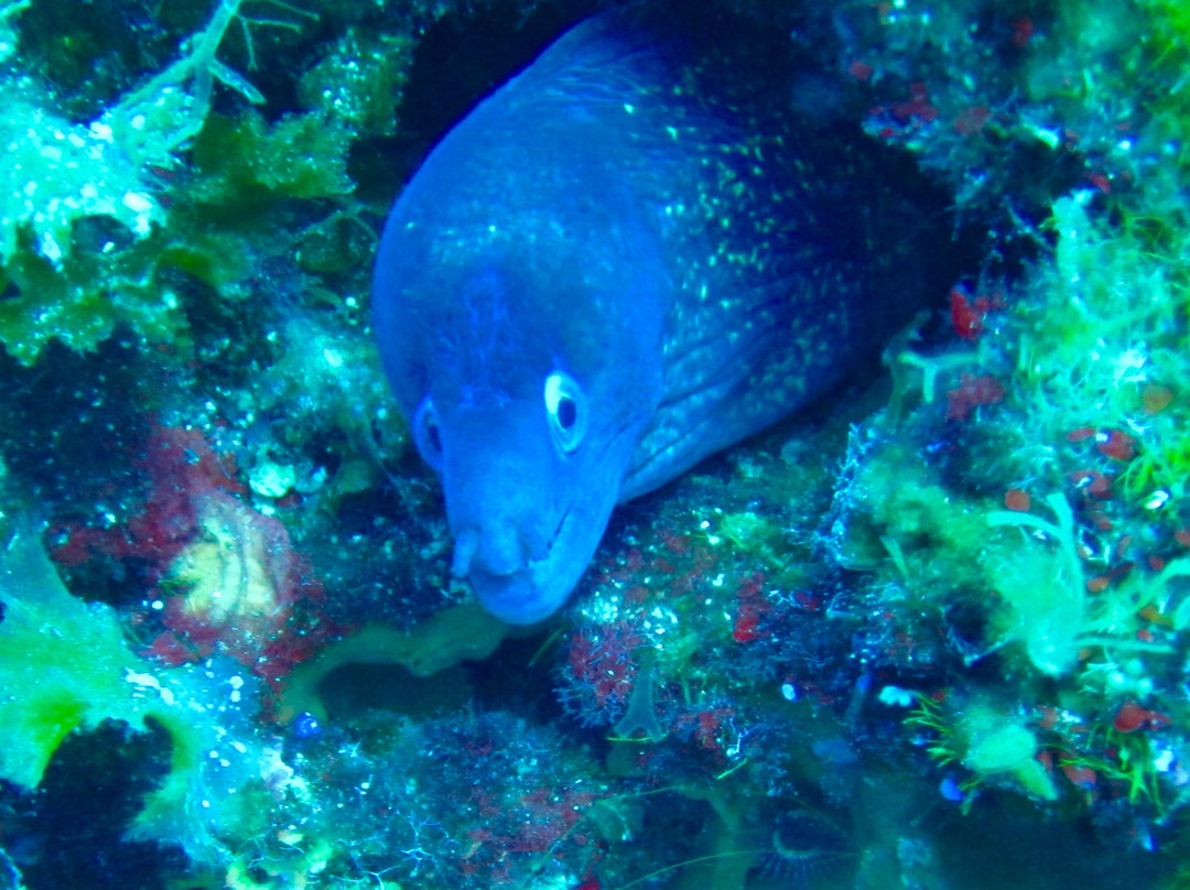 Skopelos Dive Center景点图片
