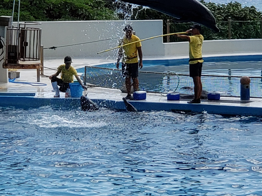 冲绳海洋博公园海豚表演剧场-本部町必去景点
