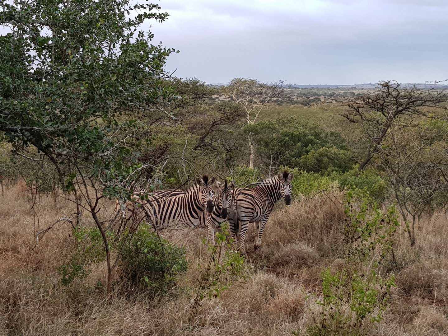 Zululand Tree Lodge-官方