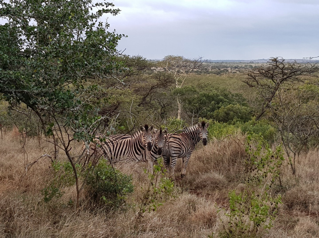 Zululand Tree Lodge主图