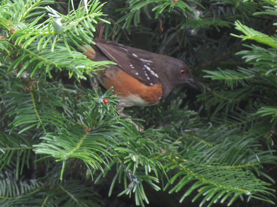 Tualatin River National Wildlife Refuge景点图片