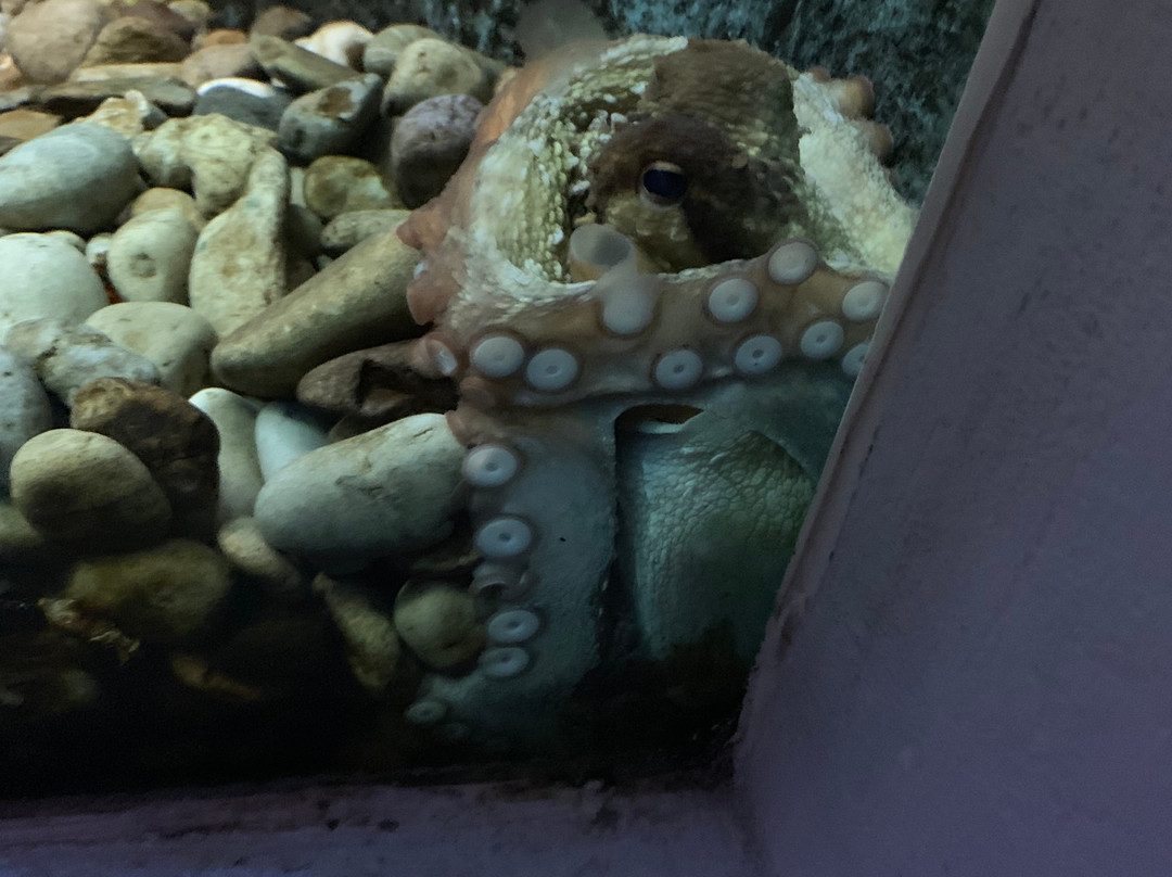 Dubrovnik Sea Aquarium景点图片