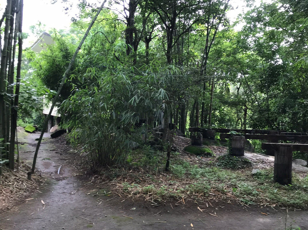 Uravu Bamboo Grove - A Wandertrails Showcase主图