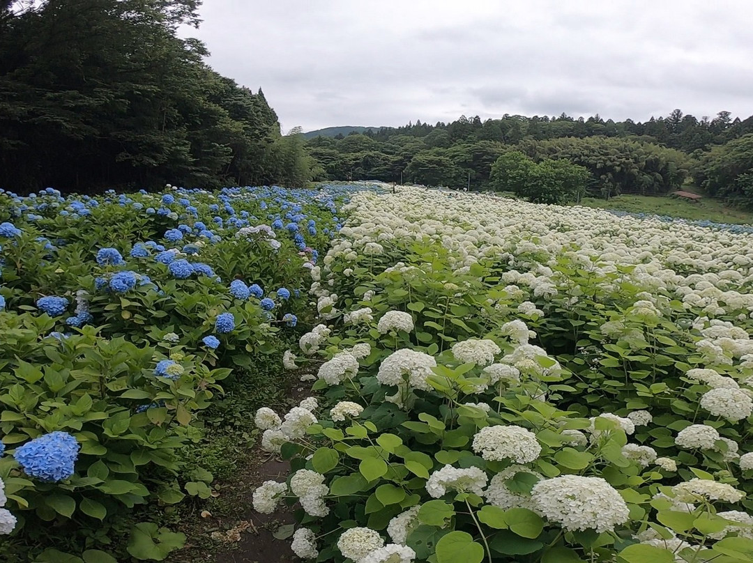 Michinoku Hydrangea Garden-一关市必去景点