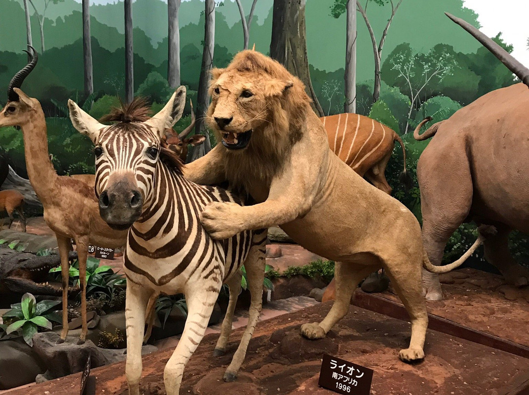 Shiga Safari Museum-甲贺市必去景点