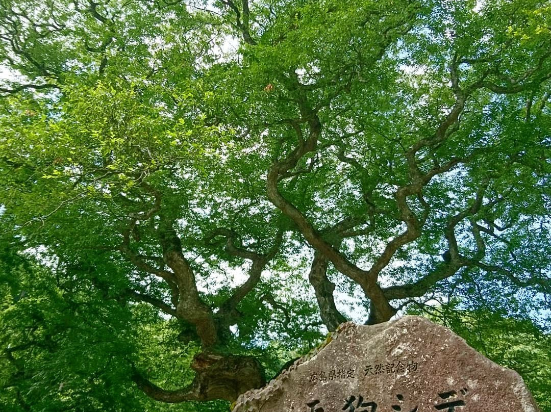 Tengushide Grove of Oasa景点图片