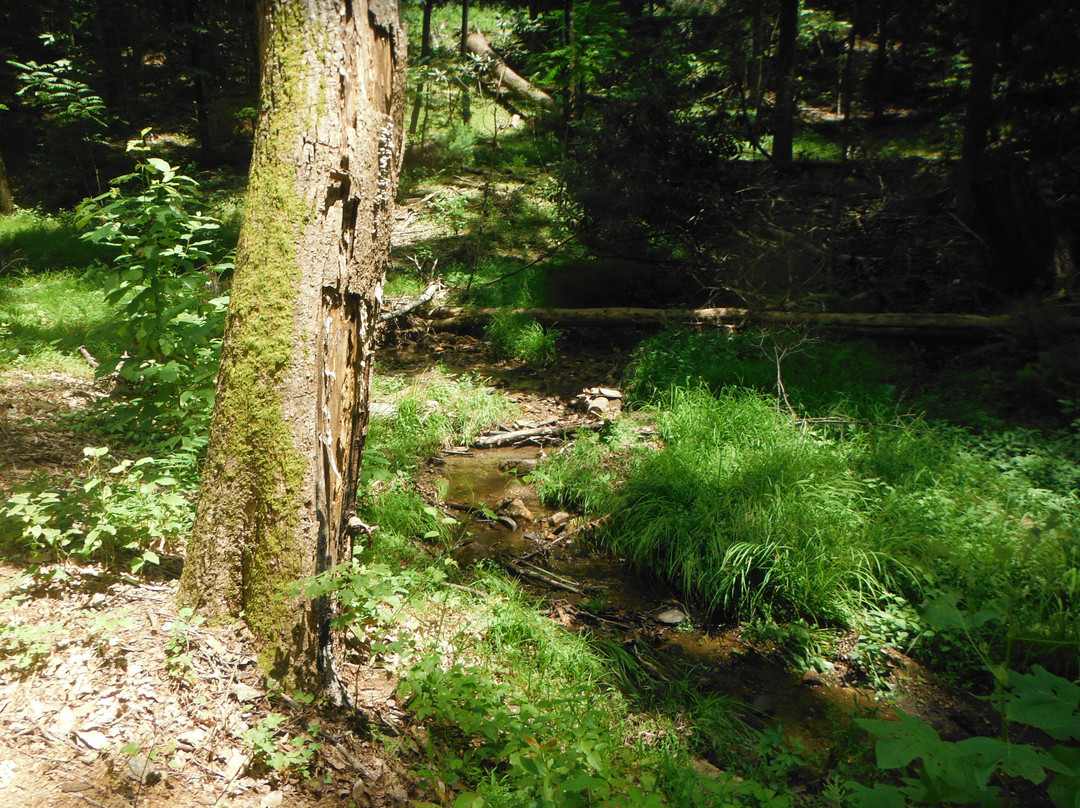 Rendezvous Mountain Educational State Forest-Purlear必去景点