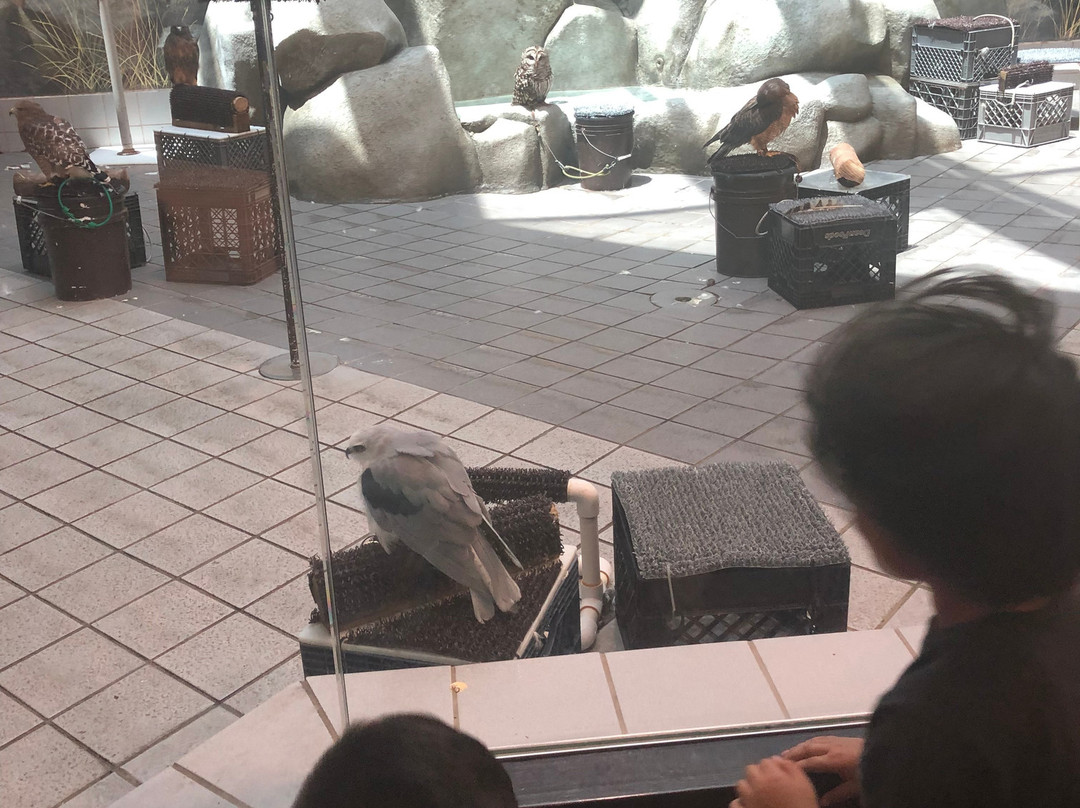 Lindsay Wildlife Museum-核桃溪必去景点