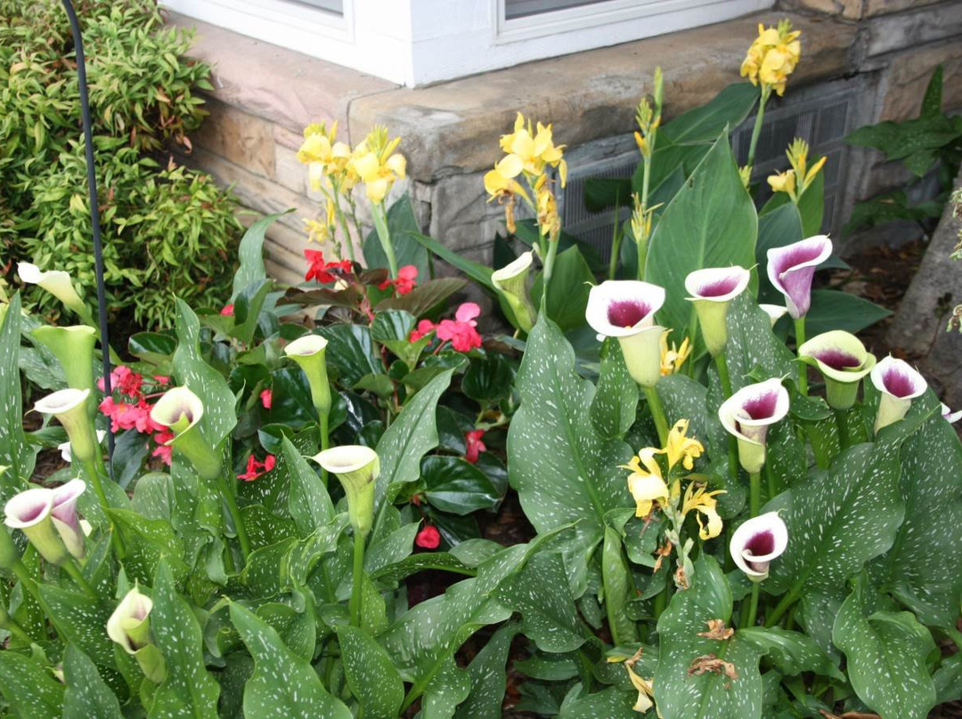 Carolina Country Inn主图