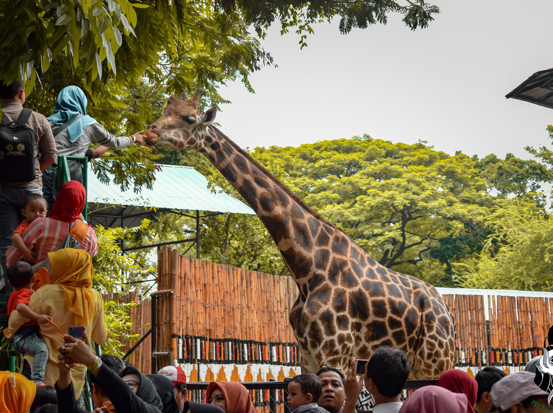 Surabaya Zoo-泗水必去景点