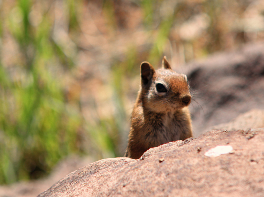 The Arboretum at Flagstaff-弗拉格斯塔夫必去景点