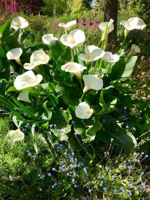 Owen Rose Garden-尤金必去景点