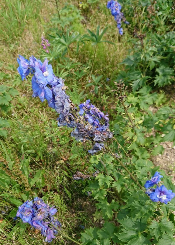 Reindeer Ranch-幌延町必去景点