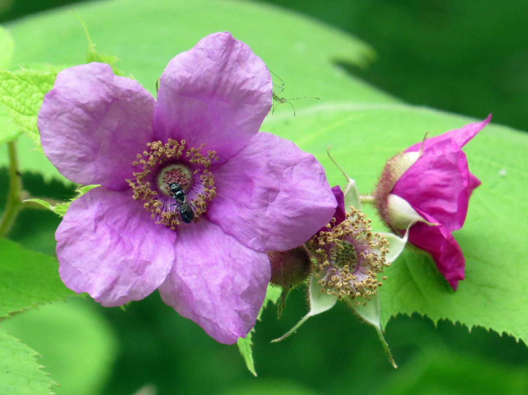Bowman's Hill Wildflower Preserve景点图片